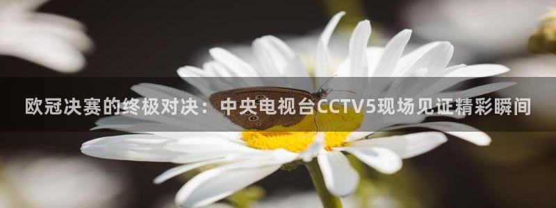 24直播足球高清完整版：欧冠决赛的终极对决：中央电视台CCTV5现场见证精彩瞬间